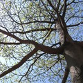 枝幹吐新芽,樹梢披綠衣,春神來了～樹知道!