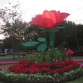 2008年台北花卉展