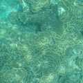 珊瑚世界2