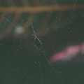 蜘蛛網-微距