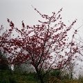 山櫻花樹