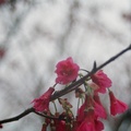 微距-山櫻花