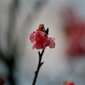 山櫻花－微距