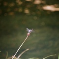 藍蜻蜓-205mm端