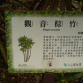 觀音棕竹標示牌