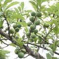 認養人   蕭珮涵                   樹名紅肉李