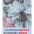 孔雀竹芋