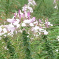 小團山北坡上的醉蝶花，夏季一片燦爛。