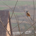 小團山上常見伯勞鳥，冬末在枝頭駐足。背景為歐式設計的配電房。