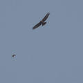 2009年2月14日小團山上空出現罕見的老鷹，被附近築巢的鳥類合力驅退。