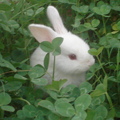 小團山上白三葉叢中的小白兔