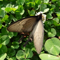 白三葉上的鳳蝶，翅膀微展