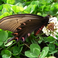 白三葉上的鳳蝶，翅膀閉合
