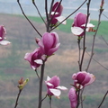 紫玉蘭花開