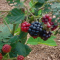 成熟的黑樹莓