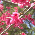 初春的櫻花，綻放在鄉間小路。