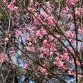 來自春天的櫻花，粉紅飛舞！