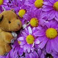 看可愛的小熊穿梭在花草間的身影吧！！
