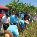 農民割稻競賽活動