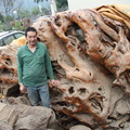 千年檜木樹頭所製作而成的屏風
需要賞識及收藏
徵求有志之士與懂得珍藏之人