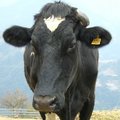 清境農場的牛牛照照