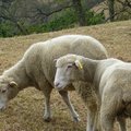 慶境農場羊羊的照照
