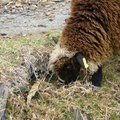 清境農場羊羊的照照