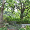 清軍營盤遺址與老樟樹