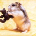 可愛小老鼠 - 2