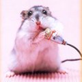 可愛小老鼠 - 1