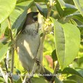 我的獵鳥基地 - 1