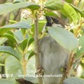 我的獵鳥基地 - 3