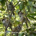 我的獵鳥基地 - 4