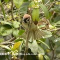 我的獵鳥基地 - 2