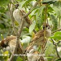 我的獵鳥基地 - 3