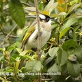 我的獵鳥基地 - 3