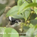 我的獵鳥基地 - 4