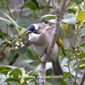 我的獵鳥基地 - 1