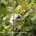 我的獵鳥基地 - 2