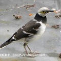 我的獵鳥基地 - 2