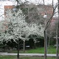 020白色櫻花開了滿樹