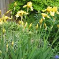 另一種黃色的iris