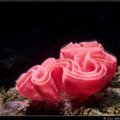 海中玫瑰 海蛞蝓的卵