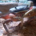 彩虹蟹隻午餐之一。