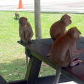 在這個度假的小島上，獼猴到處可見。蹲坐在涼傘下，猴我兩相忘。