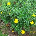 黃色小菊花