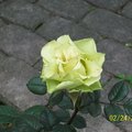美極了的黃玫瑰