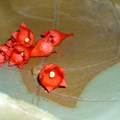槭葉酒瓶樹的紅花