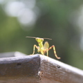 林田山的小螳螂
