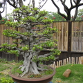 養生館-榕樹樹齡80年